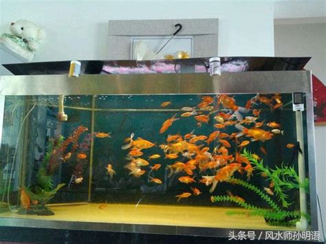 店面養魚|店面風水魚養幾條 風水魚擺放注意事項